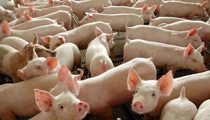 resíduos orgânicos reação exortérmica ecozero biofactor 4